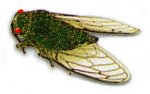 The Cicada, or 17 Year Locust.