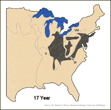 17 Year Locusts